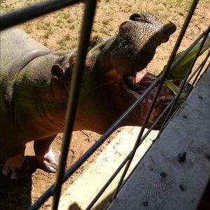 Meet your Posher, Sydney